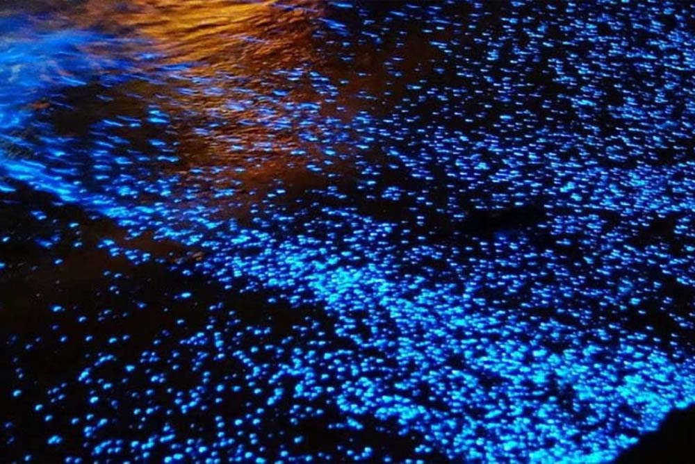 Bioluminescence Tour. Montezuma Tours 