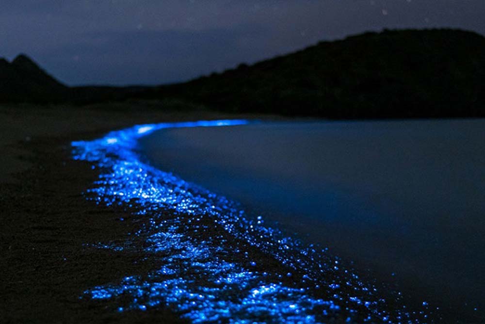 Bioluminescence Tour. Montezuma Tours 